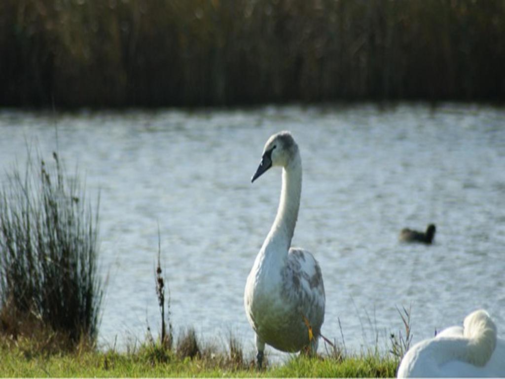 Auplands En-Suite Rooms Lymington Bagian luar foto